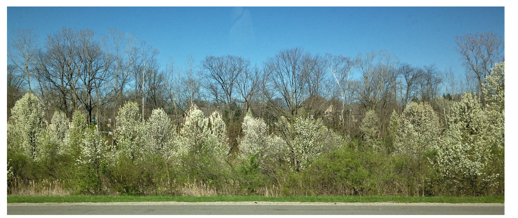 Callery Pear trees